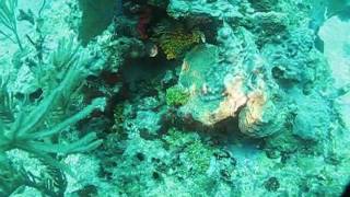 C56 and local reefs Puerto Morelos