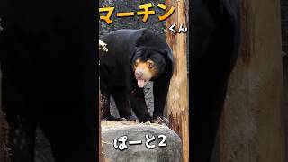 木登りマーチンくん【Part2】 #のんほいパーク #東山動物園 #マレーグマ #マーチン