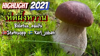 Ep 2 รวมคลิปเห็ดผึ้งหวาน Boletus_edulis 🇳🇴Steinsopp 🇸🇪 Karl_Johan 2021 ปีทอง‼️เห็ดผึ้งหวานสวีเดน