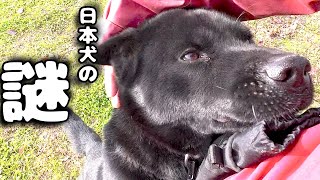 [Japanese Dogs] Why don't things go the way you want them to?