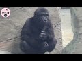 gorilla ringo likes to interact with visitors with iriki at glass house金剛猩猩ringo喜歡和遊客互動玻璃屋吃點心 喝奶