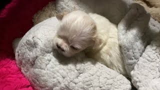 Cómo CRIAR un CACHORRO sin la MADRE | El Calor en el NIDO | La Casita de los Shih Tzu