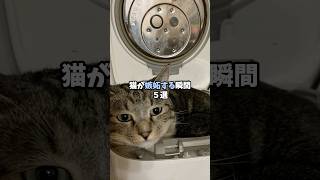 猫が嫉妬する瞬間5選 #猫 #ねこ #保護猫 #猫のいる暮らし #猫のいる生活 #雑学 #猫動画 #猫好きさんと繋がりたい #猫好き #猫との暮らし #ねこのきもち VOICEVOX:青山龍星