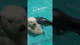 鳥羽水族館　ラッコちゃん　かいかい