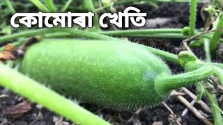 মাটিত কৰিব পৰা কোমোৰা খেতি | Plantation of Winter melons in Assam | Kumura kheti