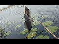 பெரிய ஜிலேபி காய்ஸ் 🎣fishing 🎣video🎣