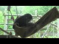 my play time by ibuki 僕の一人遊びの時間！イブキ　chimpanzee tama zoological park