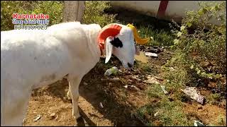 Haveri Sheep Market # Karnataka Sheep Market # Haveri Tagaru Market # Haveri Kuri Market