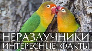 Неразлучники - интересные факты