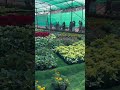 kannur flower show