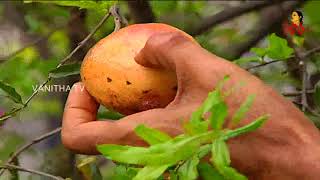 Guava \u0026 Papaya Plant Cultivation on Roof Top || Vanitha Tips || Vanitha TV