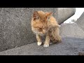 防波堤猫のメルヘン 230130 1535 美しい空の下、スミレちゃんと新入りチャトラ子猫