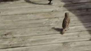 Mommy Finch Feeding Baby Finch - Barley Cove Beach Hotel