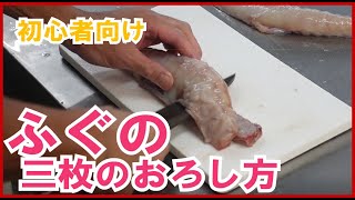 【初心者向け】ふぐの三枚のおろし方（How to fillet the blowfish）