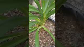 Cara Memetik Daun Pandan #shorts #shortvideo #shortsfeed