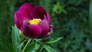 Assistez à l'éclosion d'une superbe Pivoine - Peony Timelapse