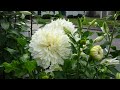 Fast growing Dahlia and Tomatoes