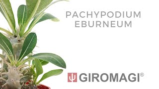 Pachypodium eburneum