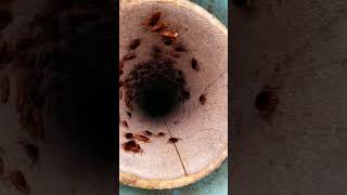 BUG INFESTATION! Opened Sewer Lid & Cock Roaches Jumped On Us. 🤮 La Jolla, California. USA 🇺🇲