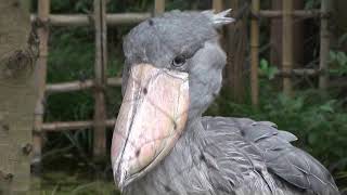 2020.1.23 東京上野鳥散歩・ハシビロコウ