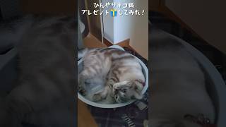 あつがりなねこちゃんにひんやりネコ鍋プレゼントしてみた #アメショー #shorts