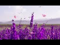 No Copyright Flowers Background Video | Free Download Videos