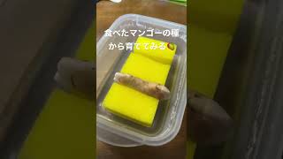 食べたマンゴーの種から芽が出るのか！？