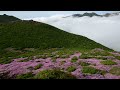 ミヤマキリシマが咲き誇る九重連山の平治岳山頂風景（２０１２年６月１１日）