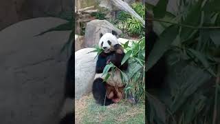 香港海洋公園 大熊貓 @樂樂