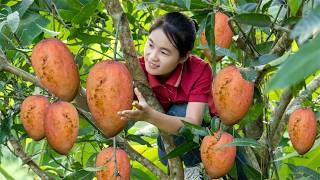 Pregnant Jolie | Harvesting 300kg Giant Rare Pink Mangoes - Cooking for Market Sell