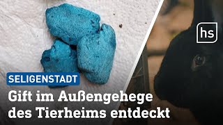 Polizei ermittelt: Rattengift in Kaninchen-Gehege geworfen | hessenschau