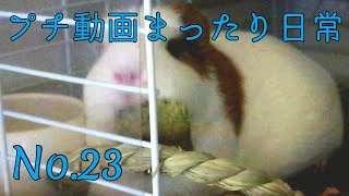 【モルモット】プチ動画 まったり日常 No.23 Relaxed daily life【kawaii guineapig】