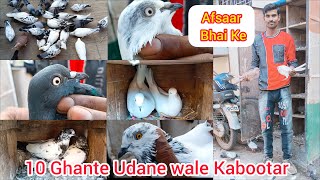 Afsaar bhai ke 10 ghante Udane Wale Kabootar // Quality pigeon