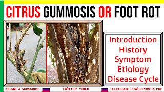 Citrus Gummosis , Intro, History, Symptom, Etiology, Disease Cycle | Phytophthora sp. | PHF #