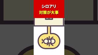 【予防】シロアリ対策はとても大事 #shorts