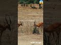 Gazelle fight in Tarangire National Park, Tanzania #shorts #wildlife