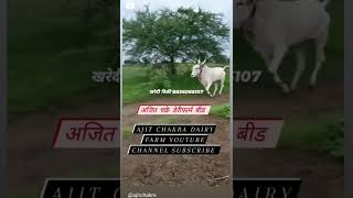 #ajitchakre_dairyFarm हीरापुर बैल बाजार नेकनुर बैल बाजार साळेगाव बैल बाजार