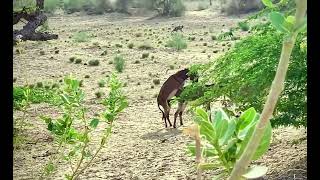 Animals Living Donkey Sex🫏❤️#foryou#animalsmeeting#animals#donkey#viral#viral##n