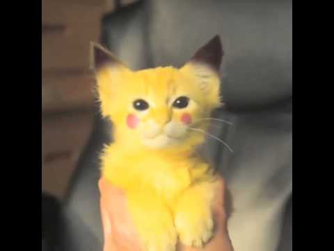 Gato Pikachu Youtube