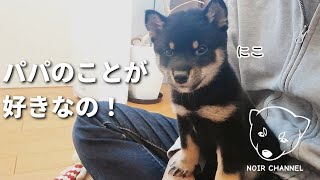 【甘えん坊】パパに抱っこしてもらいたい豆柴｜子犬｜お迎え｜豆柴がいる暮らし