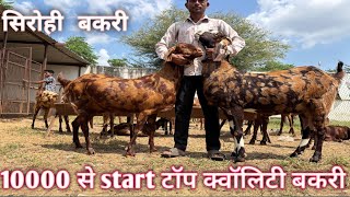 TOP SIROHI GOAT FOR FARMING 10000₹ पट्टी से स्टार्टिंग सिरोही बकरियां  ALL INDIA SUPPLY BEST GOAT