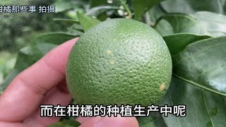 药害还是病虫害？柑橘幼果表面的黄褐色斑点究竟是什么