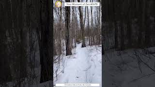 ScienceMan Moment of Zen 0478 #peaceful #winter #nature #trailrunning #forest #trees #asmr