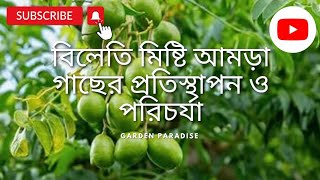 টবে থাই মিষ্টি বিলিতি আমড়া গাছ কি রকম মাটিতে প্রতিস্থাপন করলাম জেনে নিন#youtube #garden #trending