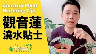 觀音蓮觀葉植物澆水貼士 - Alocasia Plant Watering Tips 【生活職人】