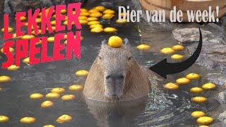 Lekker Spelen - Leukste Capibara Momenten