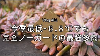 【Vlog#86】今季最低-６.８℃でも完全ノーガードの最強多肉【多肉植物】【寒波】