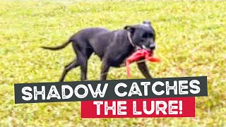 Shadow the Staffy Catches Lure, Freddo the Rottweiler takes the Machine \u0026 Aunty Sam Can’t Say No