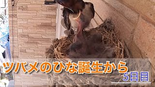 ツバメのひな誕生から5日目