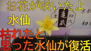 開花宣言 初めてお花を咲かせました。